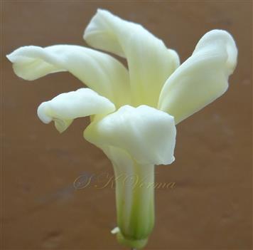  Male Flower